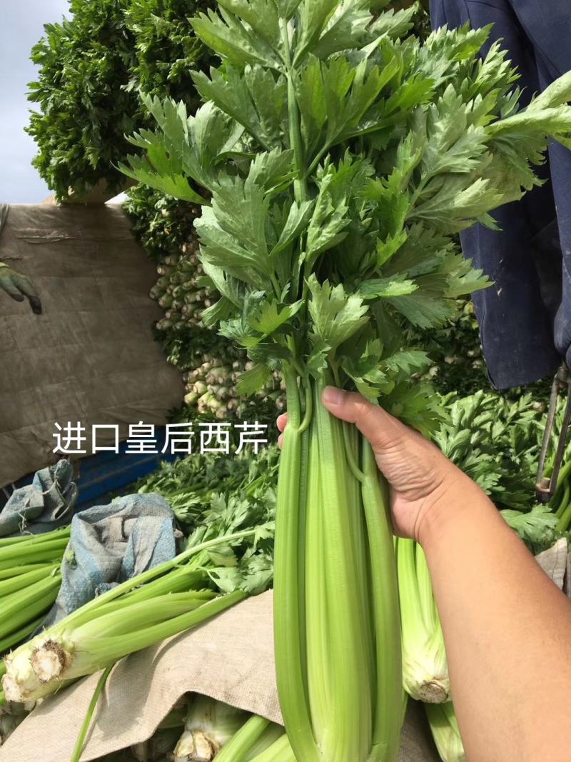 法国纯进口早熟皇后西芹种子进口芹菜种子