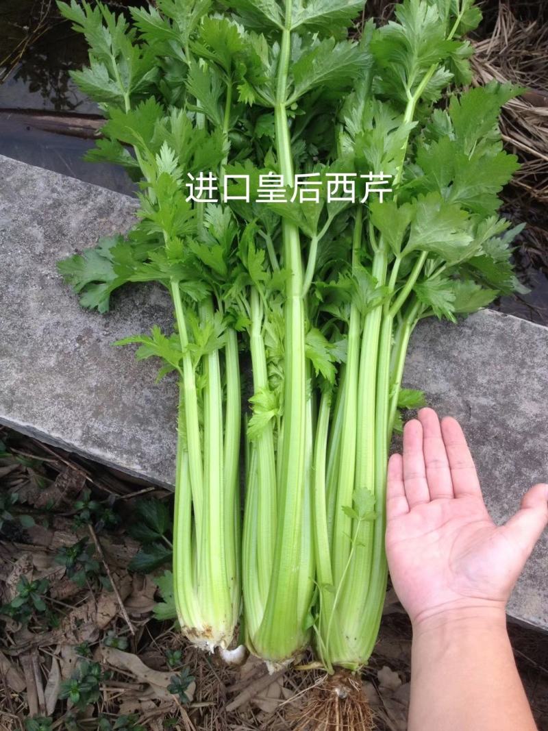 法国纯进口早熟皇后西芹种子进口芹菜种子