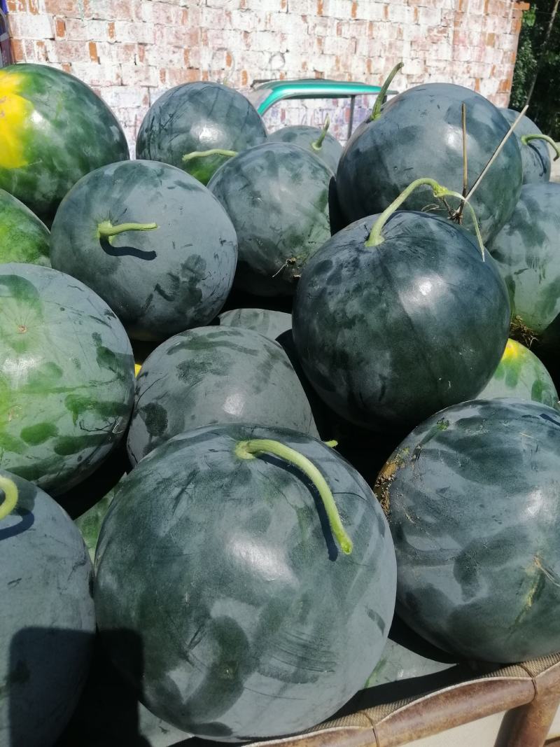 湖北荆门大量黑无籽西瓜，京城5号，金花3号无籽西瓜