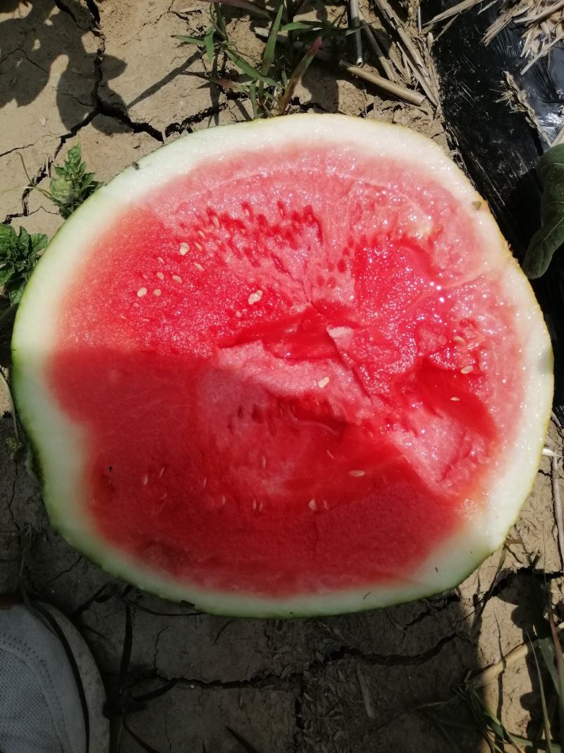 湖北荆门大量黑无籽西瓜，京城5号，金花3号无籽西瓜