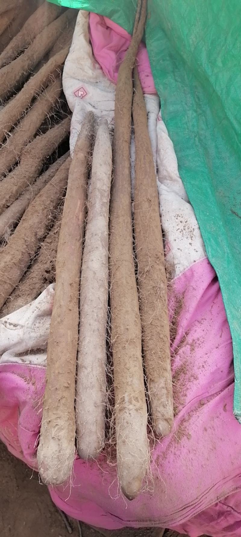 白玉山药，保质保量，常年有货，欢迎商超电商批发商联系！