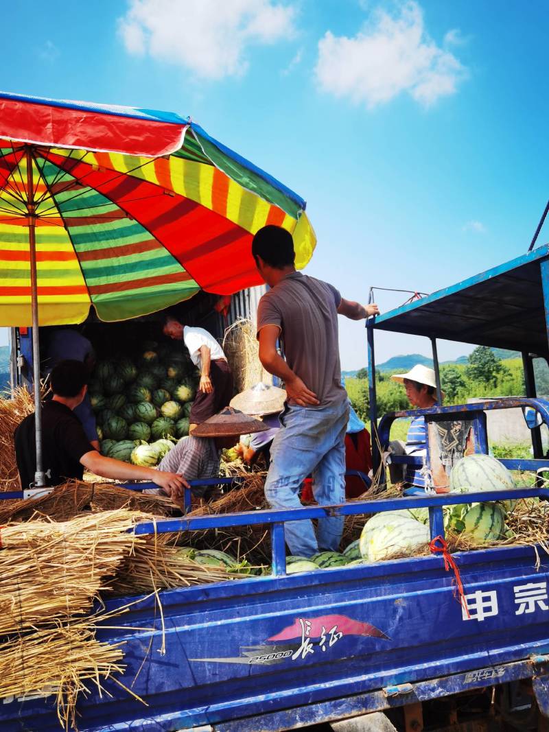 （8月开园）产地直销6-10斤湖南宁远露天麒麟瓜