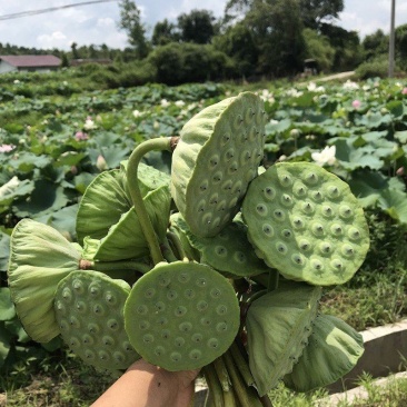 新鲜精品莲蓬
