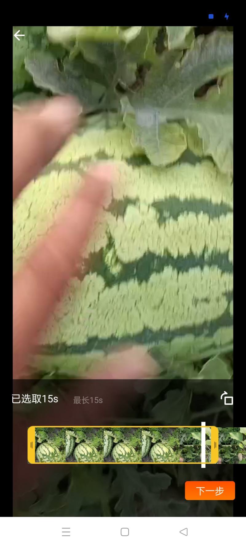 宁夏硒砂瓜