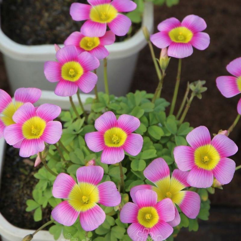 红花炸酱草三叶草紫色三叶草醡浆草幸运草庭院花坛植物室内