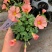 红花炸酱草三叶草紫色三叶草醡浆草幸运草庭院花坛植物室内