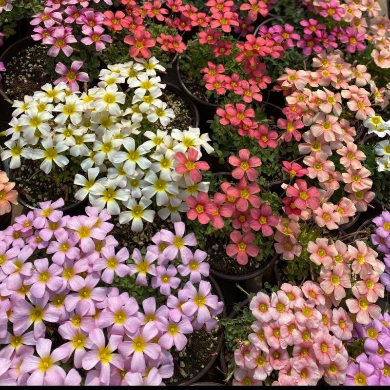 红花炸酱草三叶草紫色三叶草醡浆草幸运草庭院花坛植物室内