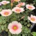 红花炸酱草三叶草紫色三叶草醡浆草幸运草庭院花坛植物室内