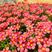 红花炸酱草三叶草紫色三叶草醡浆草幸运草庭院花坛植物室内