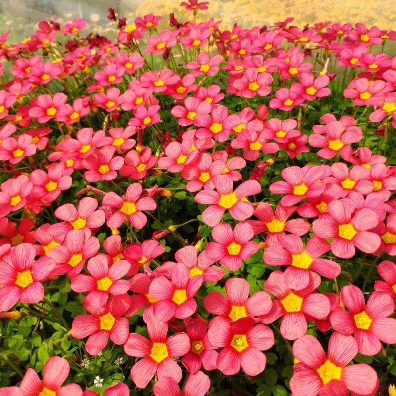 红花炸酱草三叶草紫色三叶草醡浆草幸运草庭院花坛植物室内