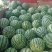 甜蜜蜜，美都，夏宝，夏乐，小薄皮，大红瓤，欢迎选购