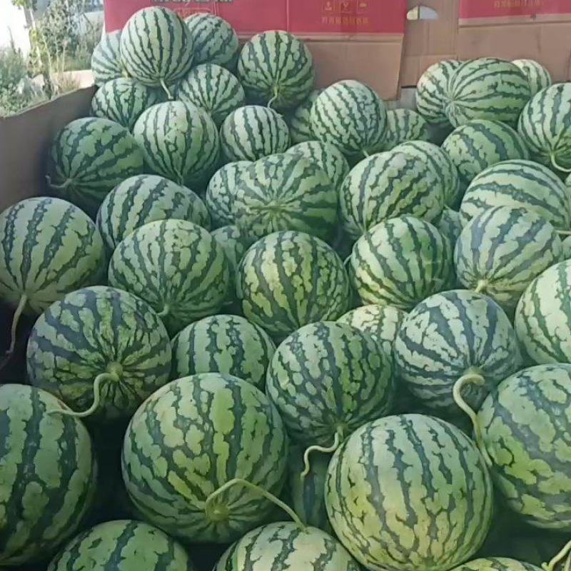 甜蜜蜜，美都，夏宝，夏乐，小薄皮，大红瓤，欢迎选购