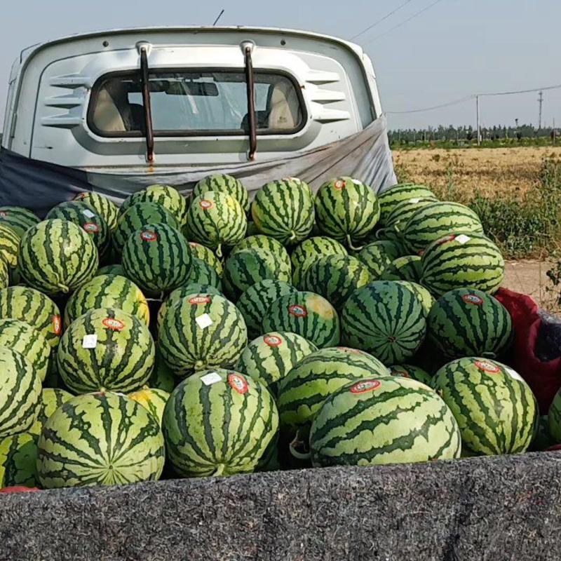 夏县西瓜，甜蜜蜜，美都，夏宝，夏乐，麒麟，欢迎选购