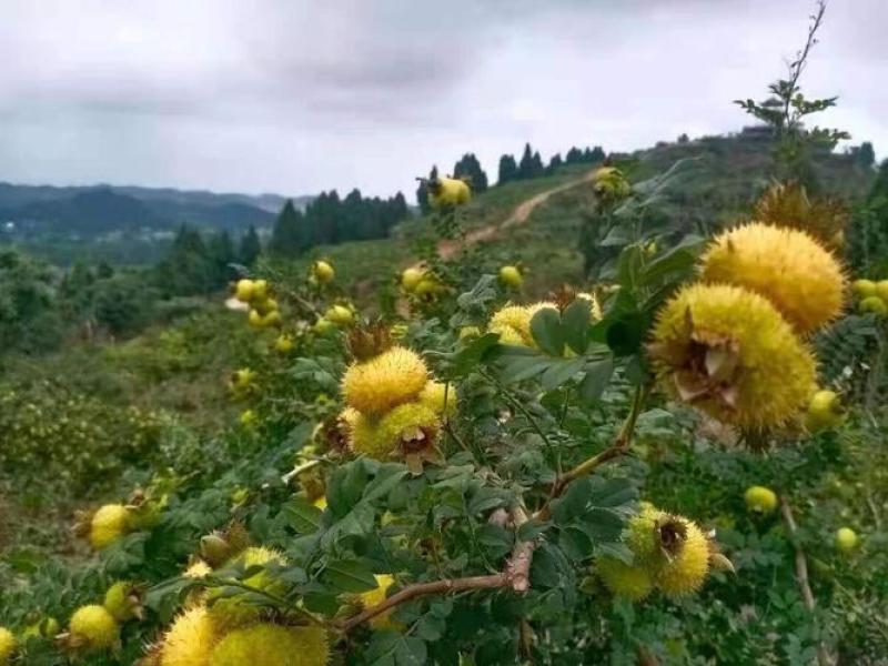 野刺梨，中国枇杷之乡，水果之一