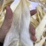 鱼翅牙拣青片平圆牙平软牙弯头半骨货源充足