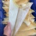 鱼翅牙拣青片平圆牙平软牙弯头半骨货源充足