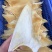 鱼翅牙拣青片平圆牙平软牙弯头半骨货源充足