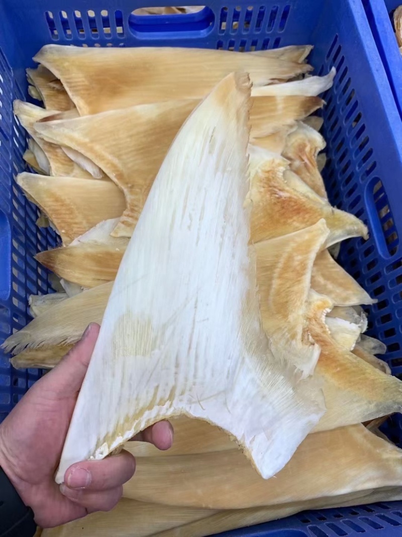鱼翅牙拣青片平圆牙平软牙弯头半骨货源充足