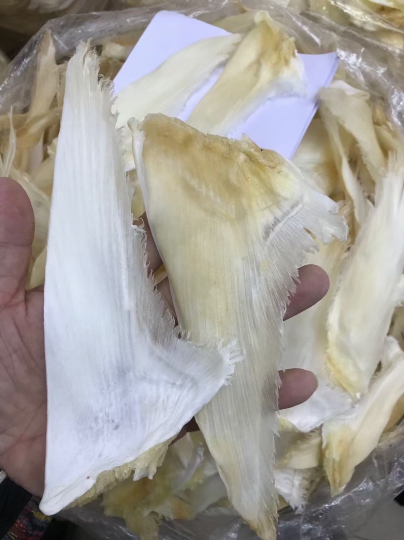 鱼翅牙拣青片平圆牙平软牙弯头半骨货源充足