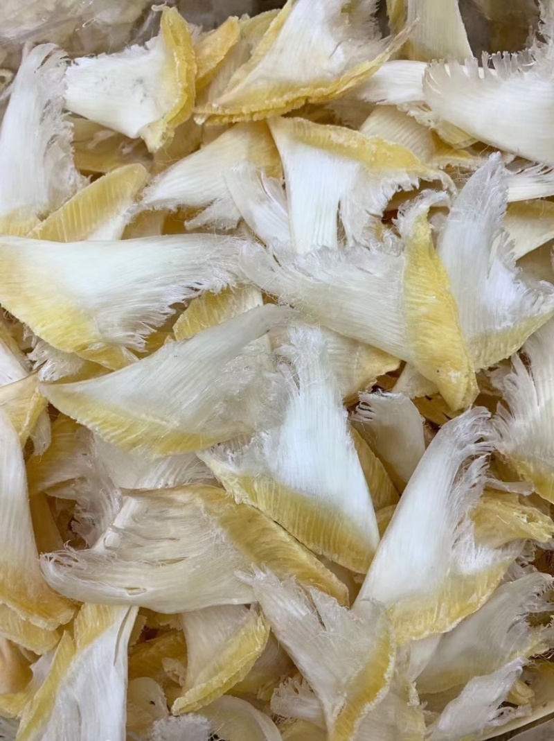 鱼翅牙拣青片平圆牙平软牙弯头半骨货源充足