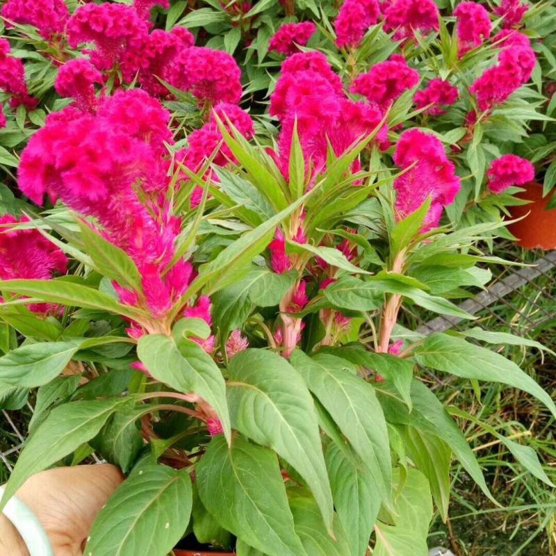 鸡冠花苗盆栽阳台室外耐热耐寒观赏花卉园林家用懒人好养活