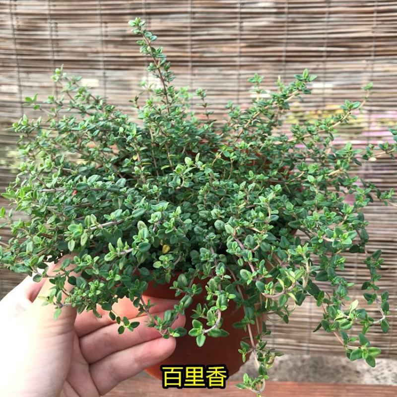 法国百里香盆栽食用香料绿植西餐日式料理罗勒耐寒