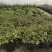 法国百里香盆栽食用香料绿植西餐日式料理罗勒耐寒