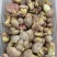 白葱菌，正宗楚雄州野生菌，无泡水，无软根，无虫菌精品统货