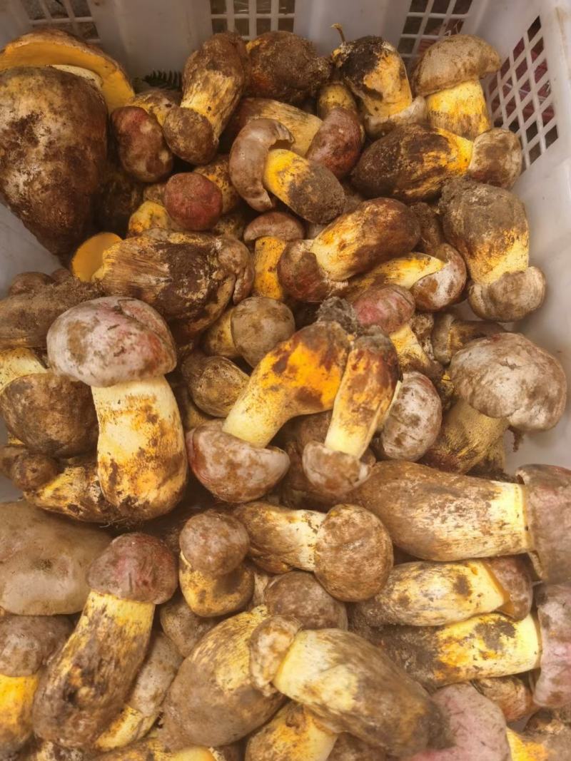 白葱菌，正宗楚雄州野生菌，无泡水，无软根，无虫菌精品统货