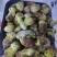 白葱菌，正宗楚雄州野生菌，无泡水，无软根，无虫菌精品统货