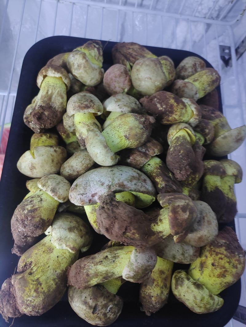 白葱菌，正宗楚雄州野生菌，无泡水，无软根，无虫菌精品统货