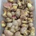 白葱菌，正宗楚雄州野生菌，无泡水，无软根，无虫菌精品统货
