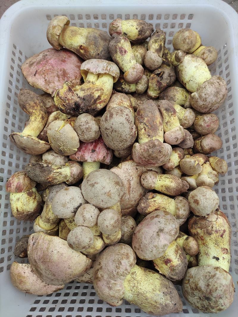 白葱菌，正宗楚雄州野生菌，无泡水，无软根，无虫菌精品统货