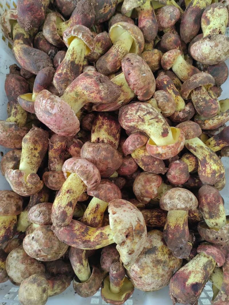 白葱菌，正宗楚雄州野生菌，无泡水，无软根，无虫菌精品统货