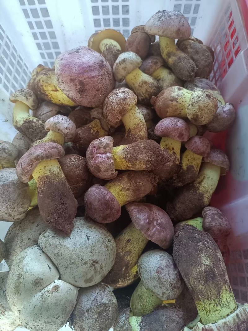 白葱菌，正宗楚雄州野生菌，无泡水，无软根，无虫菌精品统货