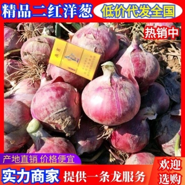 甘肃二红洋葱80以上精品对接全国批发商超质优价廉