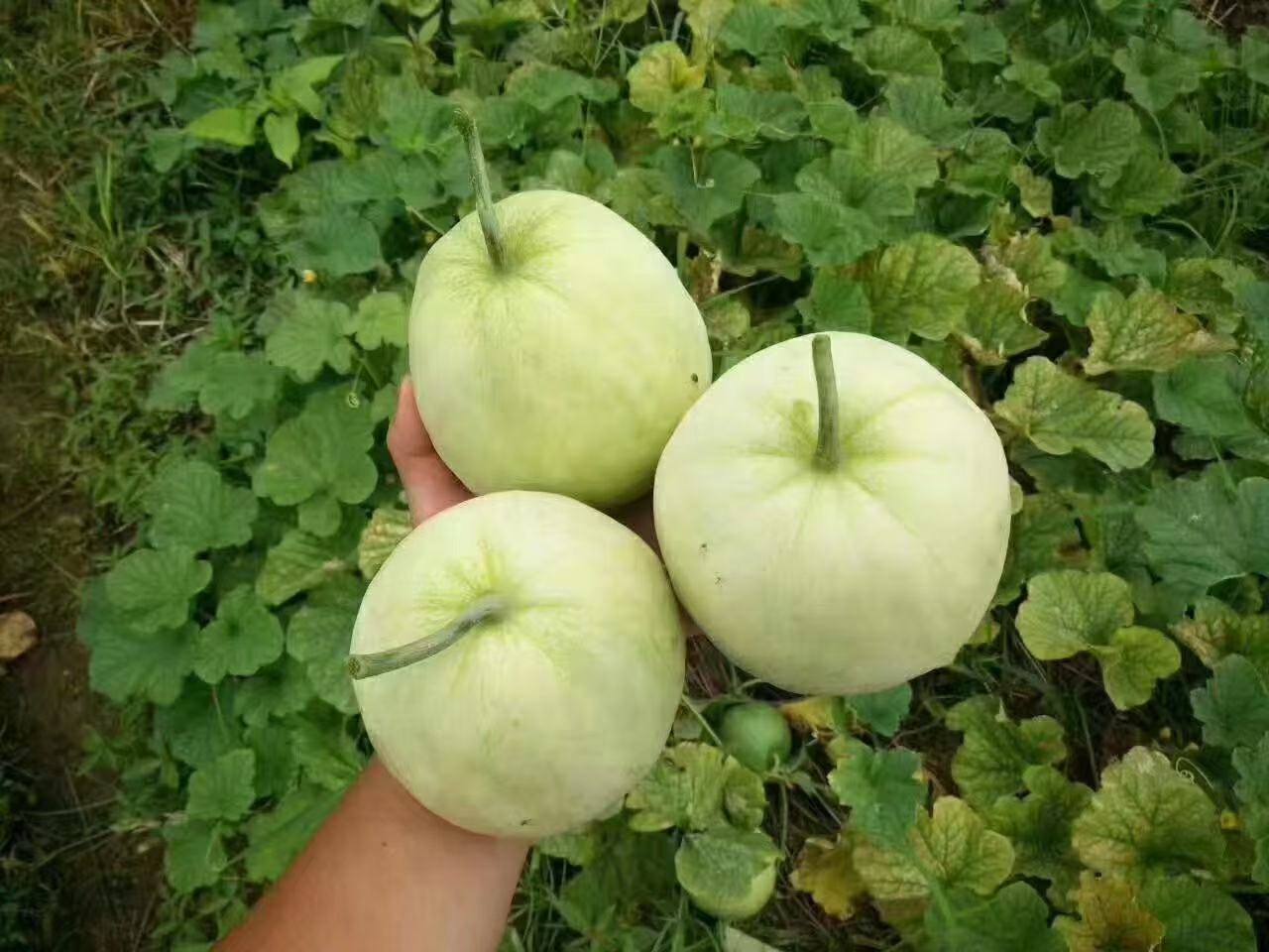 绿宝甜瓜与水果拼盘搭配图