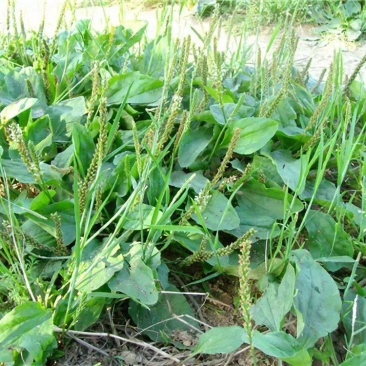 纯野生干货车前草蛤蟆叶车茶草干货新鲜中药材