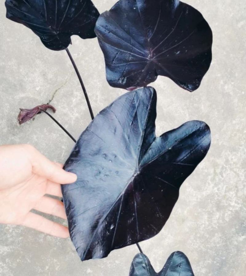 黑叶芋紫叶观叶多年生耐热耐寒水生耐阴庭院