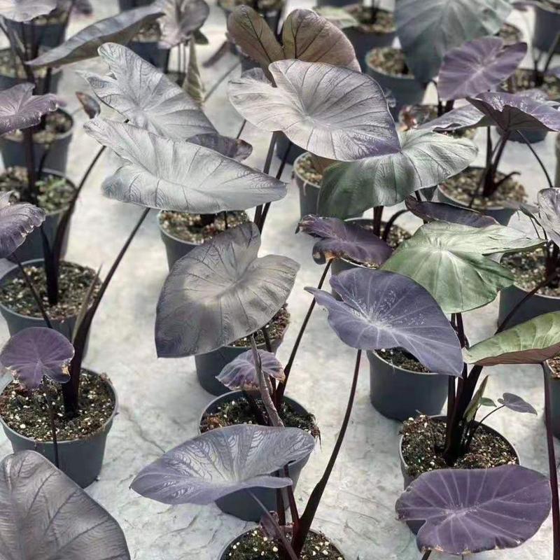 黑叶芋紫叶观叶多年生耐热耐寒水生耐阴庭院