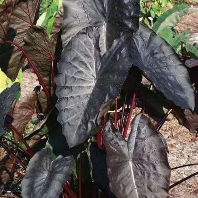 黑叶芋紫叶观叶多年生耐热耐寒水生耐阴庭院