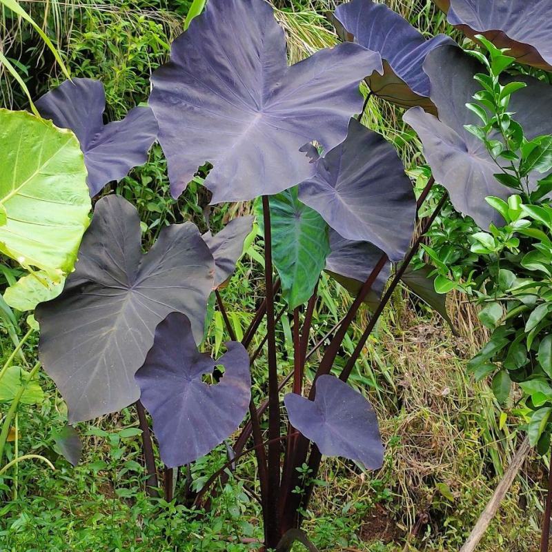 黑叶芋紫叶观叶多年生耐热耐寒水生耐阴庭院
