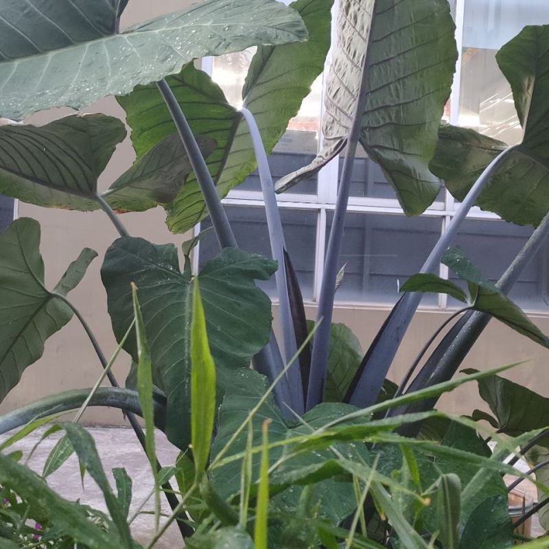 黑叶芋紫叶观叶多年生耐热耐寒水生耐阴庭院
