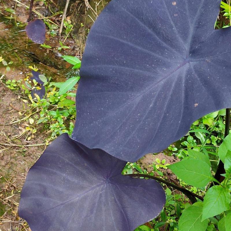 黑叶芋紫叶观叶多年生耐热耐寒水生耐阴庭院
