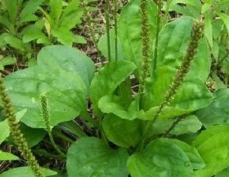 纯野生干货车前草蛤蟆叶车茶草干货新鲜中药材