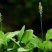 纯野生干货车前草蛤蟆叶车茶草干货新鲜中药材