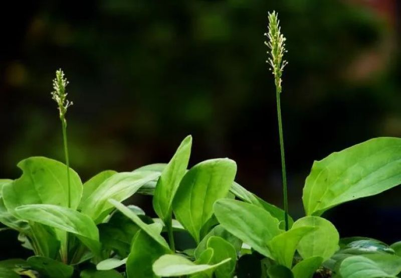 纯野生干货车前草蛤蟆叶车茶草干货新鲜中药材