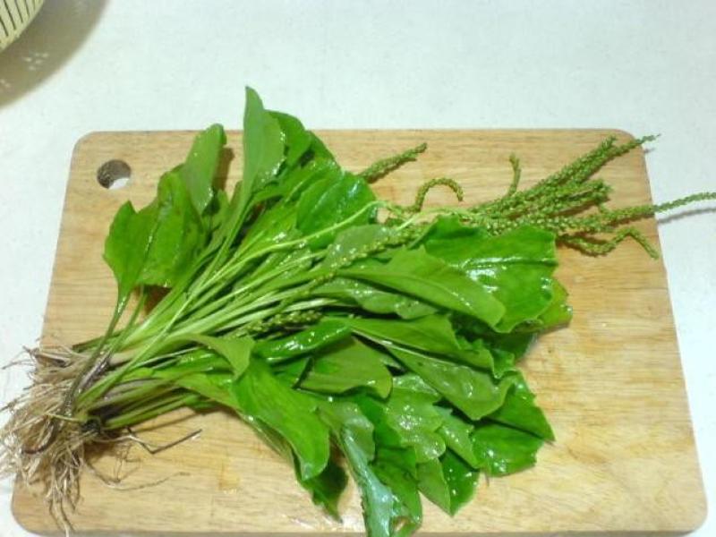 纯野生干货车前草蛤蟆叶车茶草干货新鲜中药材