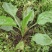 纯野生干货车前草蛤蟆叶车茶草干货新鲜中药材