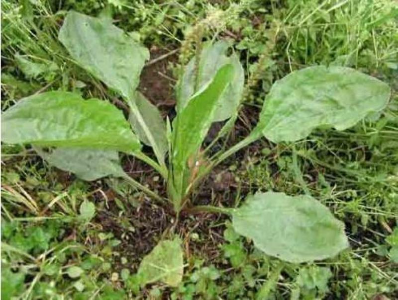 纯野生干货车前草蛤蟆叶车茶草干货新鲜中药材